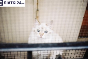 Siatki Rypin - Zabezpieczenie balkonu siatką - Kocia siatka - bezpieczny kot dla terenów Rypina