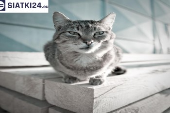 Siatki Rypin - Siatka na balkony dla kota i zabezpieczenie dzieci dla terenów Rypina